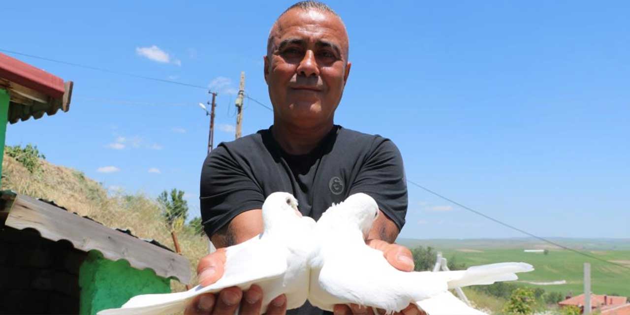 Yozgat'ta yetişen bu kuşlar uluslararası yarışmalara katılacak!