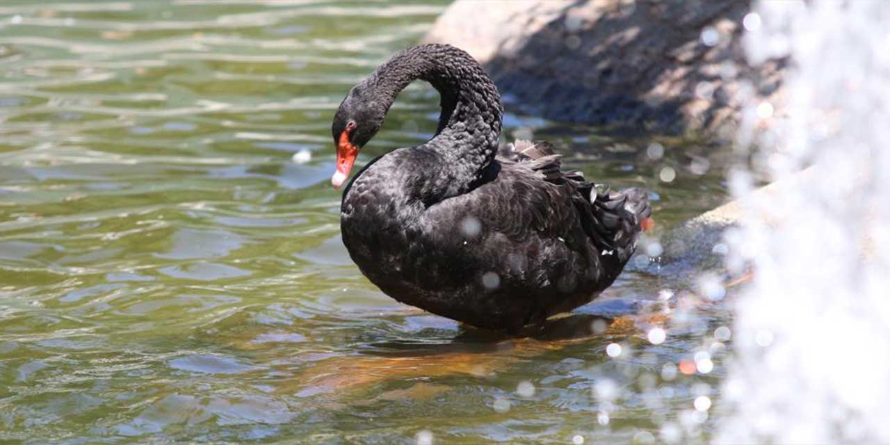 Kuğulu Park'ın yavru kuğuları artık büyüdü!