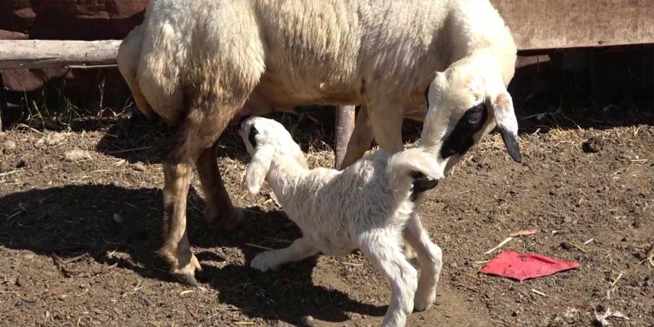 Yeni dünyaya gelen kuzu 3 bacaklı doğdu, görenler şok oldu!