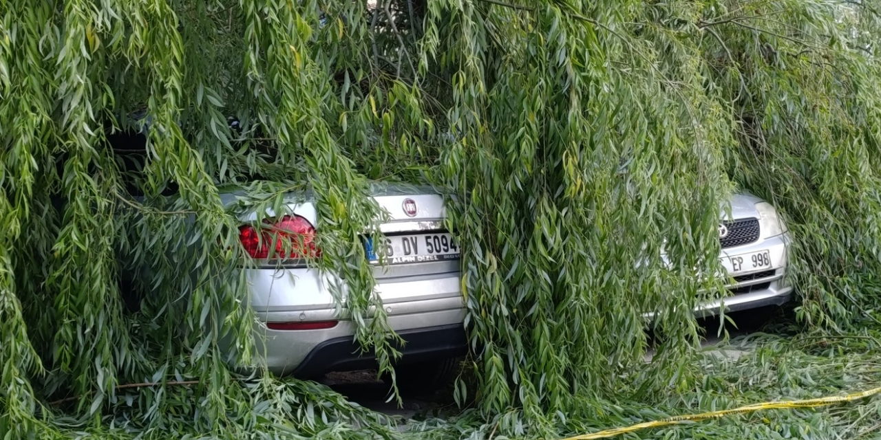 Söğüt ağacı park halindeki araçların üzerine devrildi