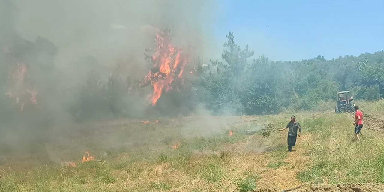Adana'da anız yangını: Zeytinlik ve ormanı tehdit ediyor!