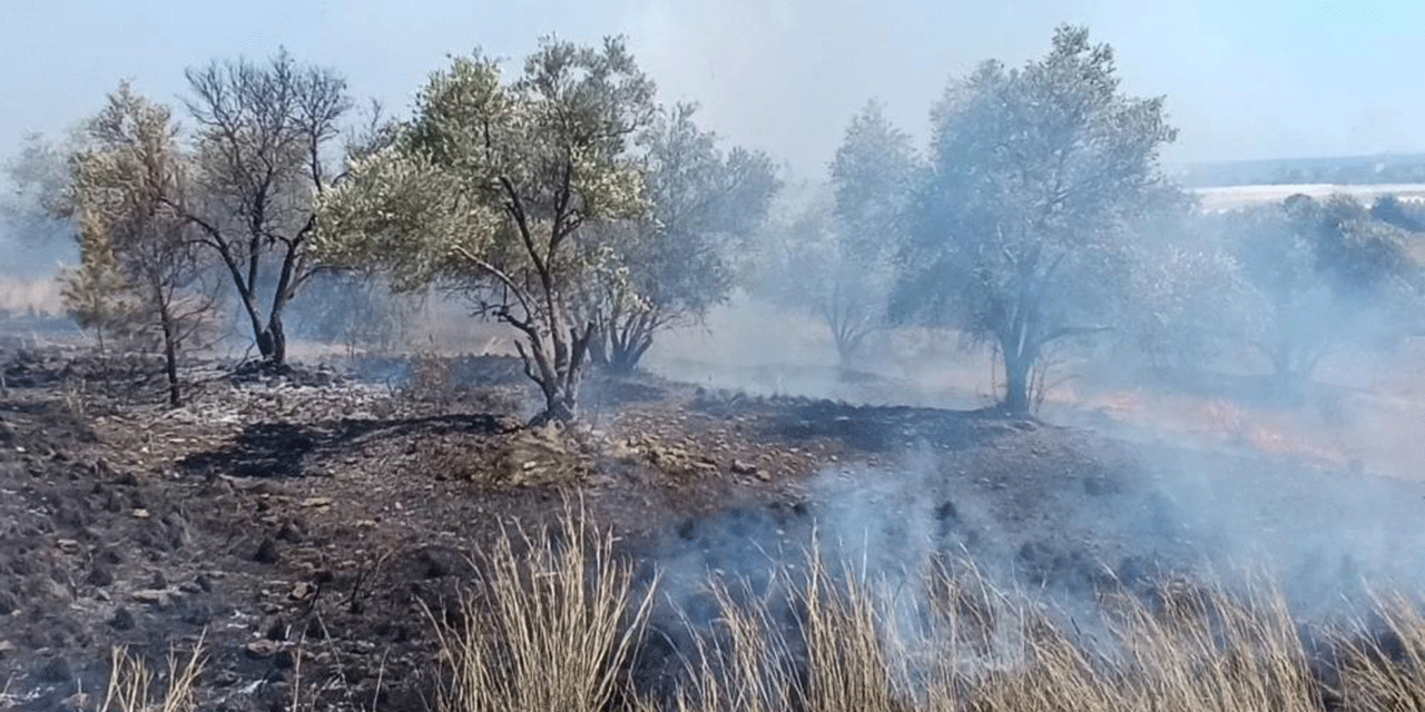 Antalya'da yangın: Zeytin ağaçları zarar gördü!