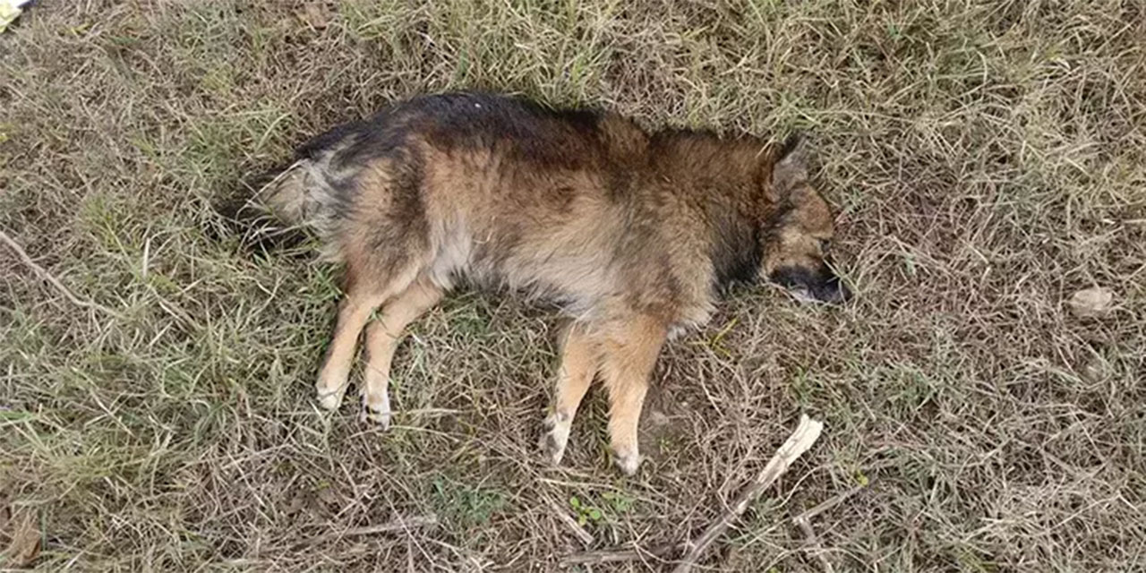 Yenimahalle'de metruk binada 15 köpek ölü bulundu!