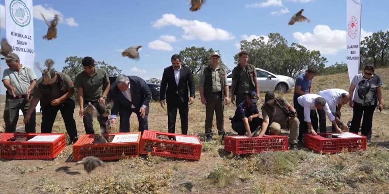 Kırıkkale'de biyolojik mücadele başladı: Çok sayıda keklik doğaya salındı!