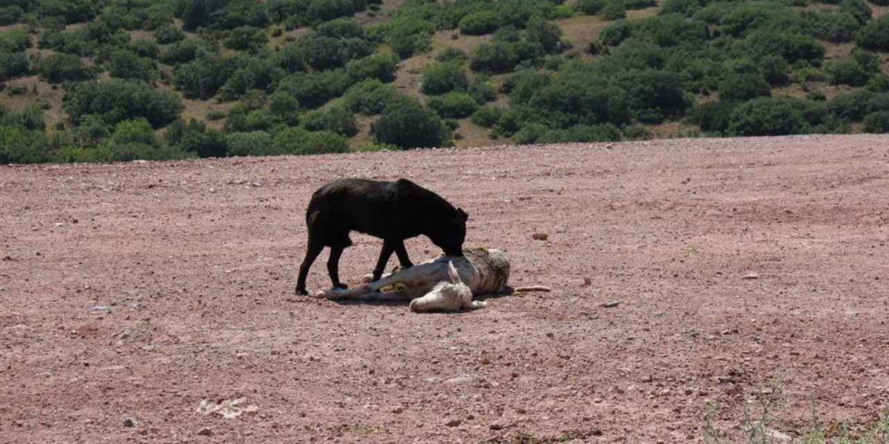 Sahipsiz köpekler koyun sürüsüne saldırdı! 7 koyun telef oldu!