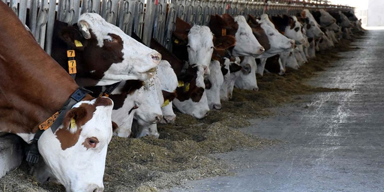 Bakan Yumaklı açıkladı! Hayvancılık için yeni destek paketi geliyor...