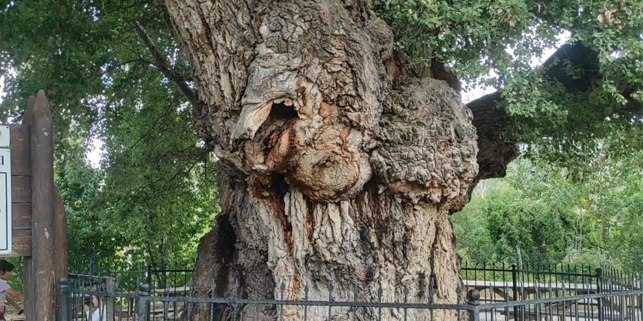 Yozgat Çekerek’te asırlık ağaç ziyaretçilerini bekliyor!