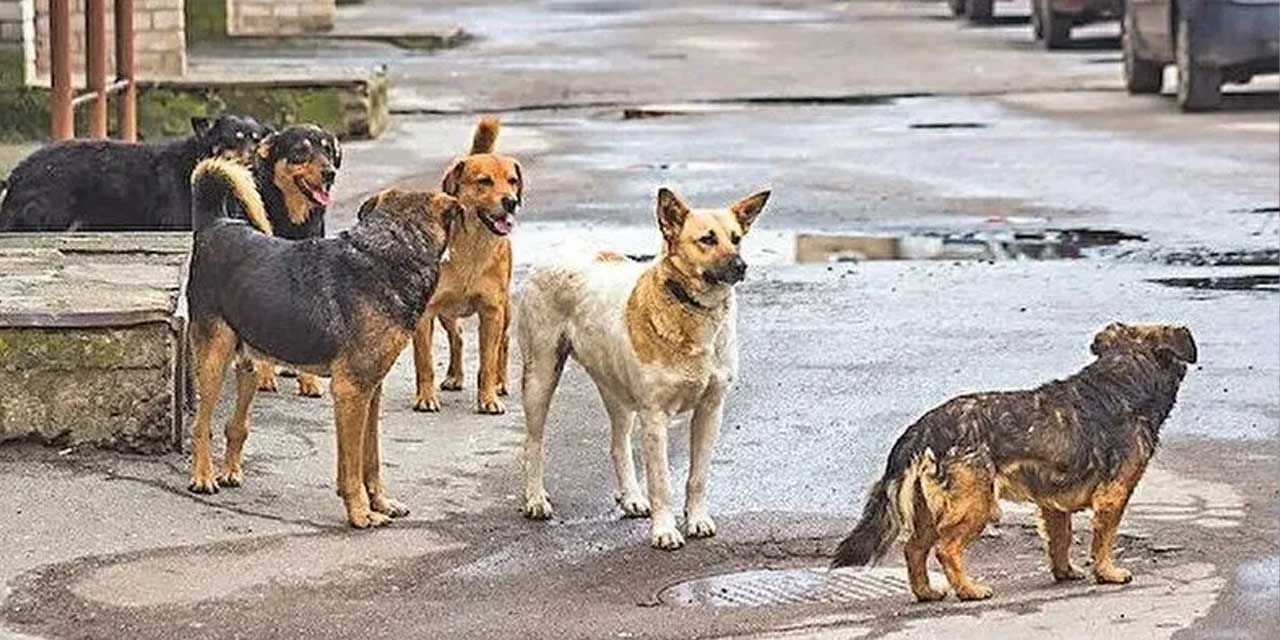 AK Parti sokak köpeklerine ilişkin yasa tasarısında değişiklik mi yapacak?  Ötenazi kelimesi metinden çıkarabilir