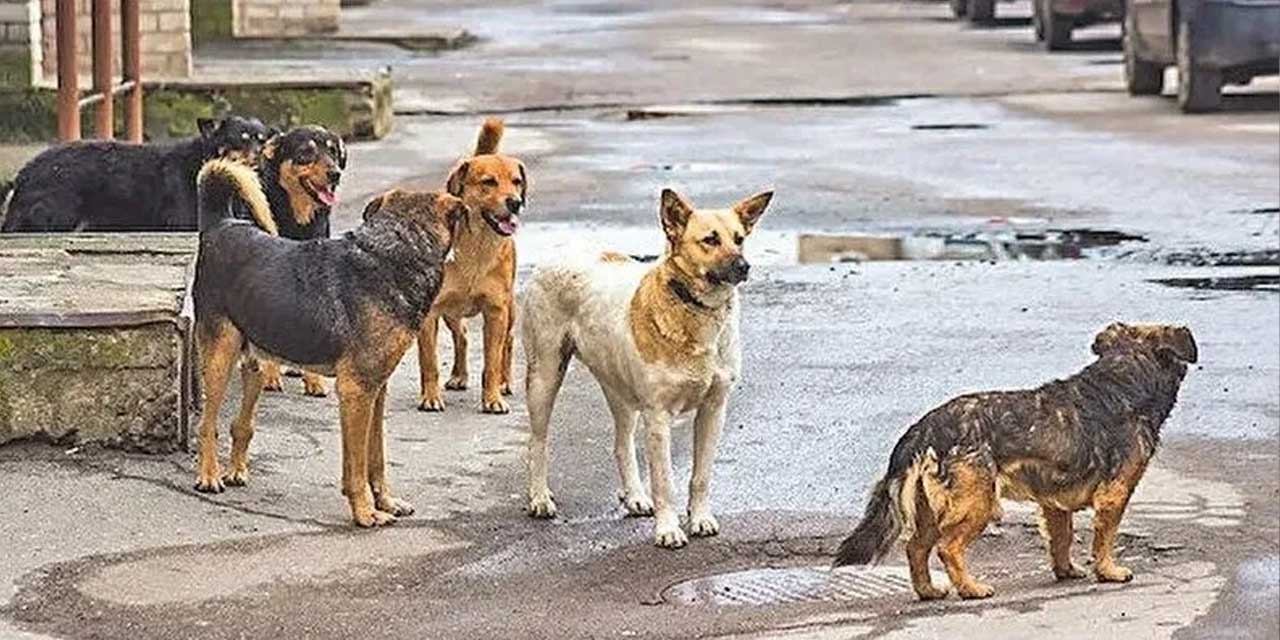 Hayvanları Koruma Kanununda değişiklik teklifi TBMM'de kabul edildi: Başıboş sokak köpekleri barınaklara alınacak