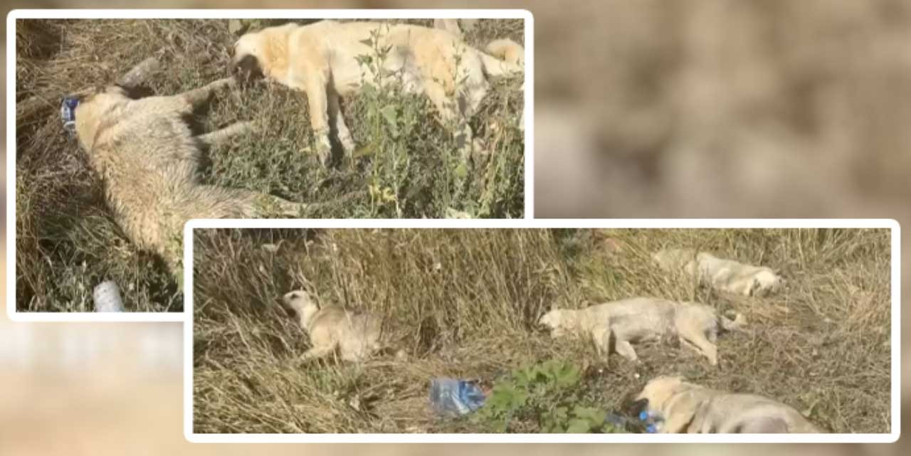 Konutkent'te 6 köpek ölü bulundu!