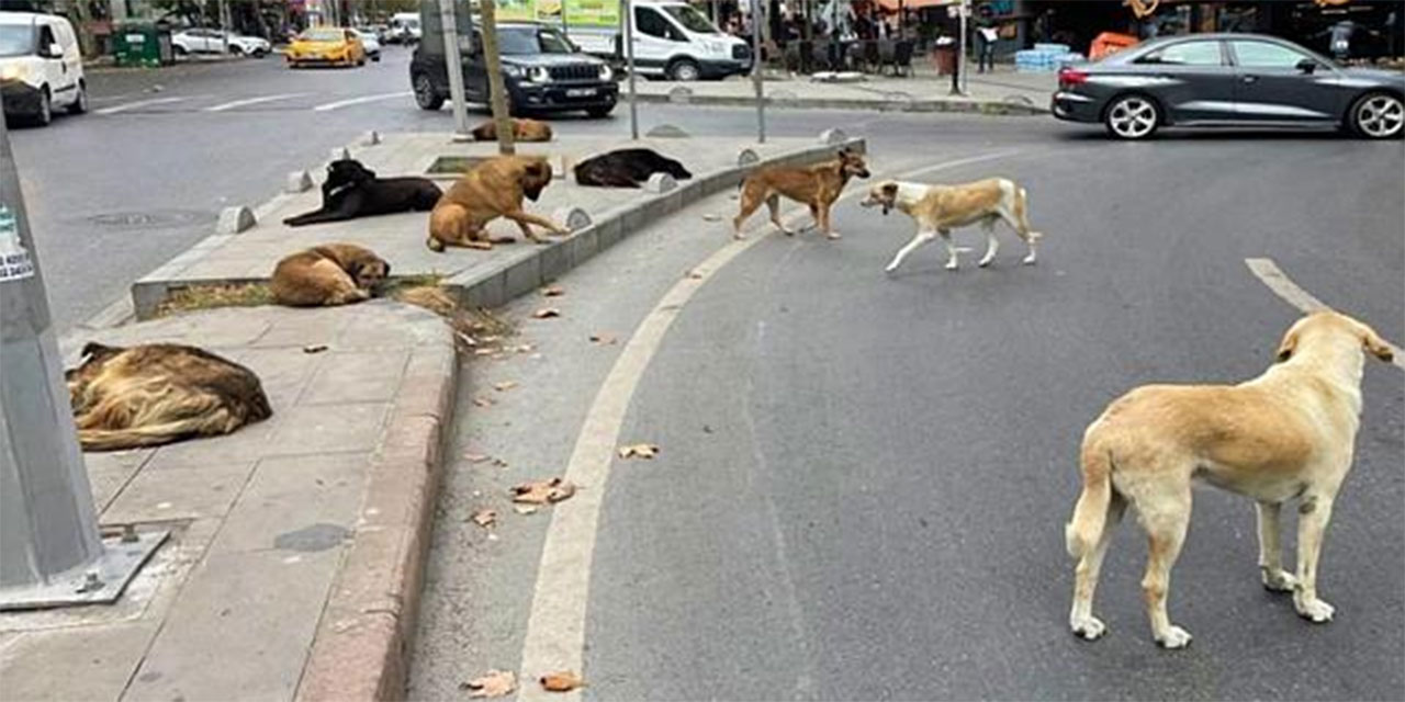 Veteriner hekimlerden sahipsiz sokak hayvanları yasasına tepki: Ötenazi tamamen kapsam dışında bırakılmadı!