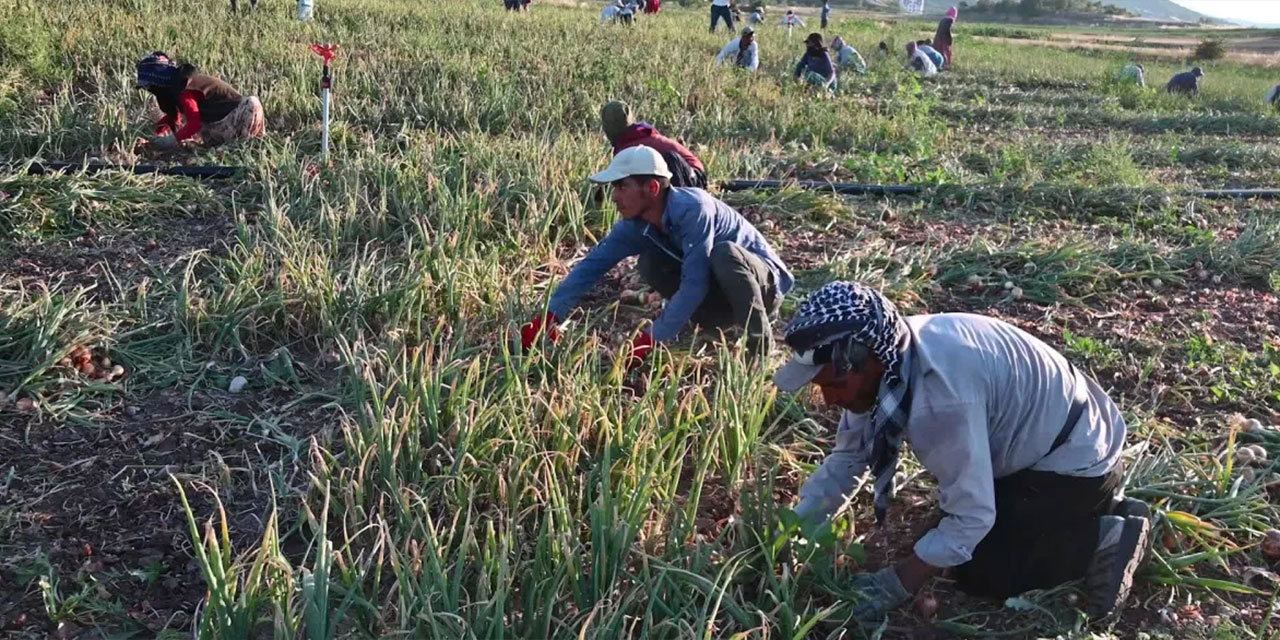 Yozgat'ta o ürünün hasadı başladı: Tarlada 4 TL'den alıcı bulamıyor!