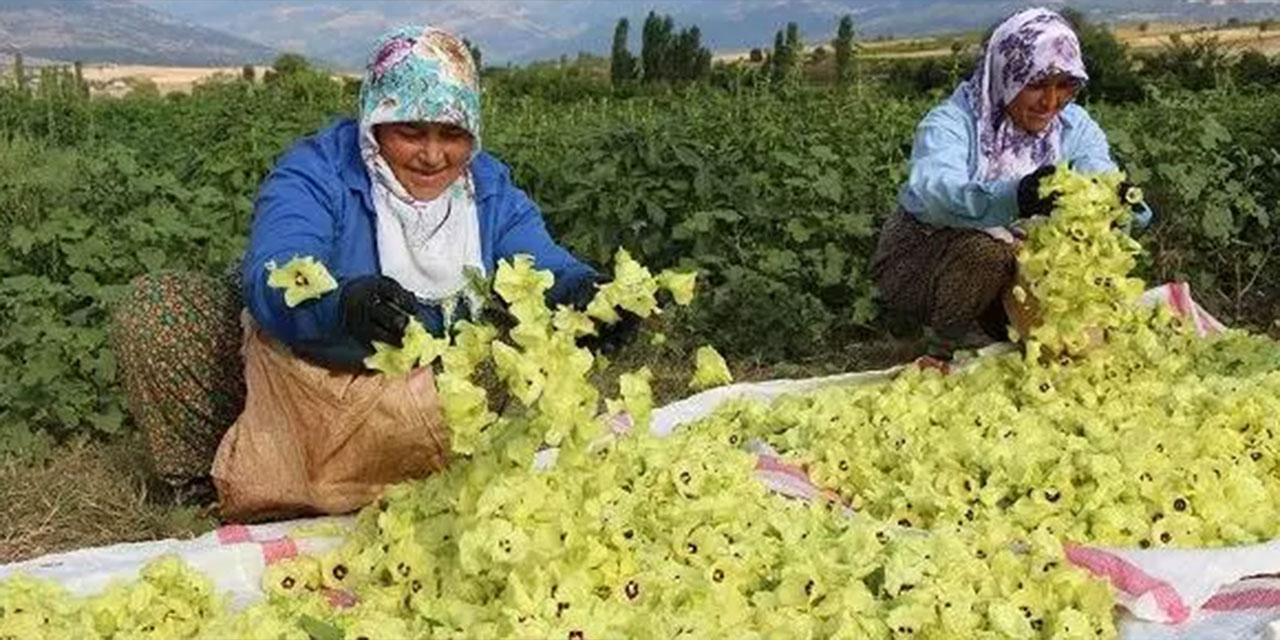 Çiçek bamyanın kilosu altınla yarışıyor