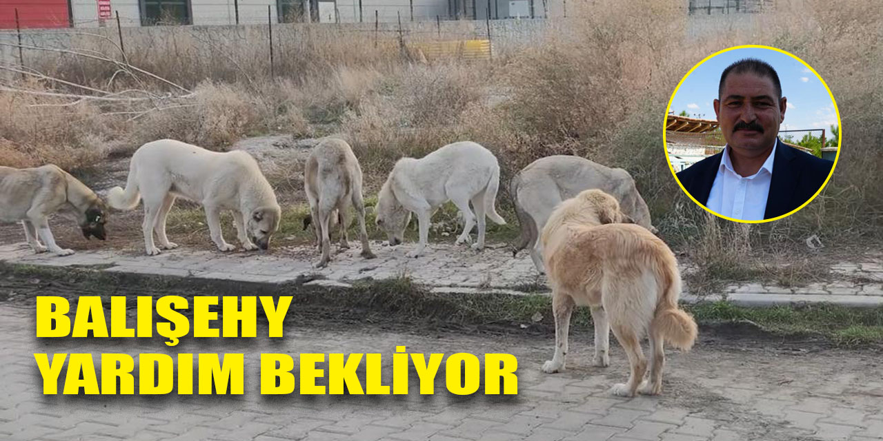 Balışeyh, başıboş köpek sorunu çözümü için yardım bekliyor