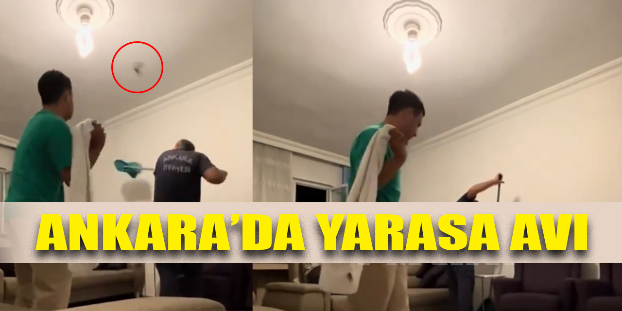 Ankara’da yarasa avı