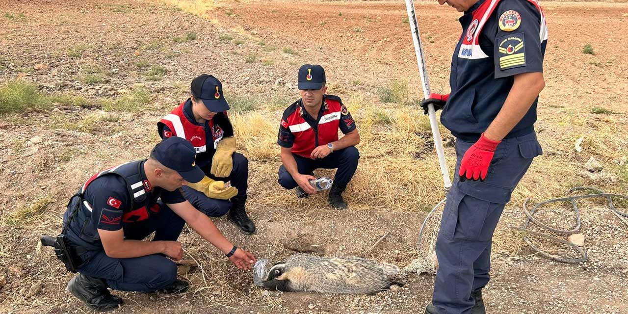 Kırıkkale'de yaralı halde bulunan bal porsuğu şaşkınlık yarattı