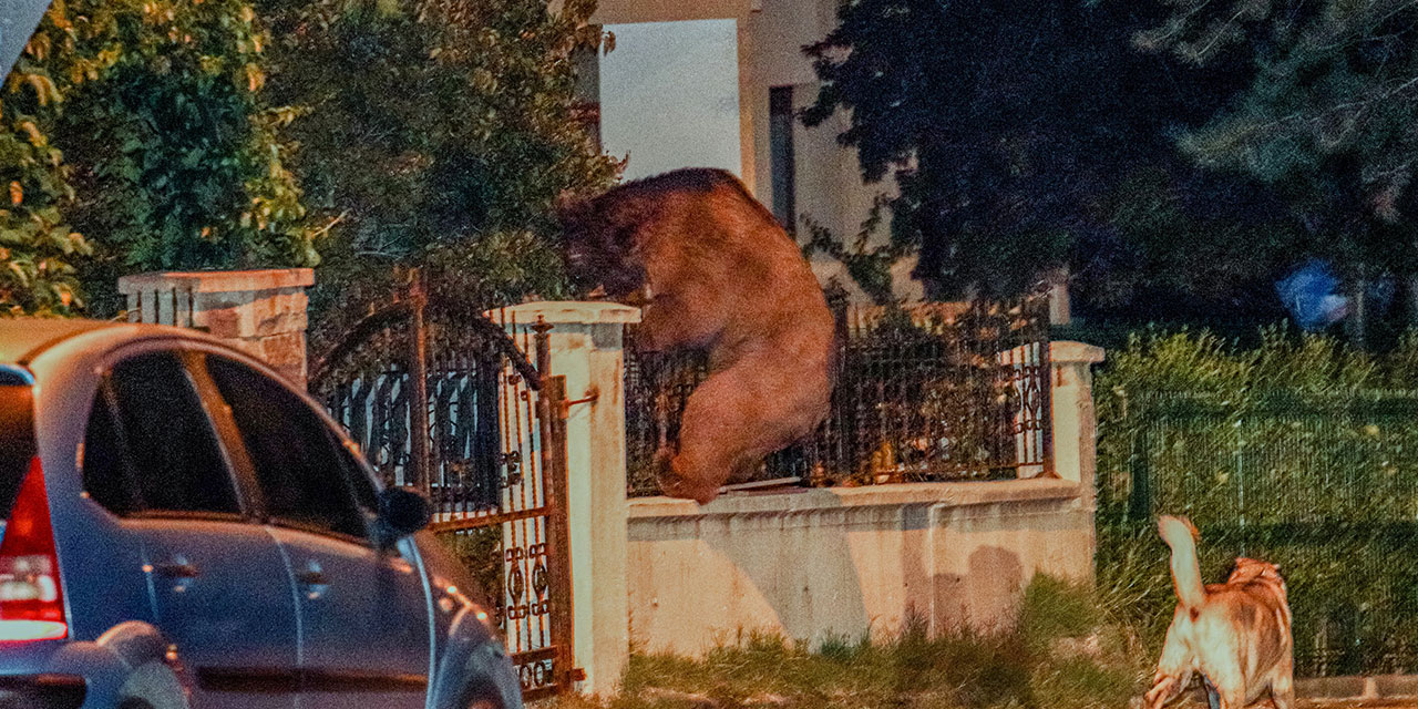 Kızılcahamam’da aç kalan ayı şehre indi