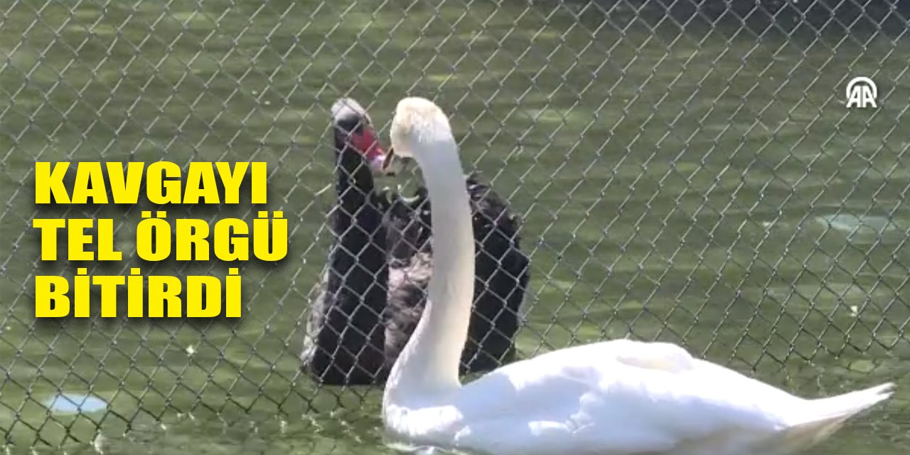 Kuğulu Park’ta kavga eden kuğular arasına tel örgü çekildi