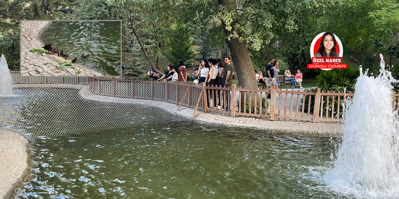 Yeni doğan kuğulara Başkentlilerden yoğun ilgi