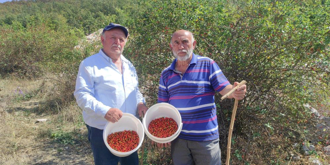 Şifa deposu! Dağ eteklerinde bulunuyor!