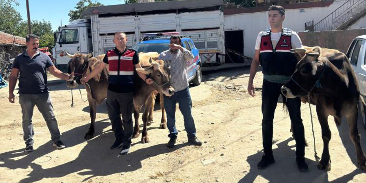 Ankara'da çalınan 4 büyükbaş hayvan Aksaray'da bulundu!