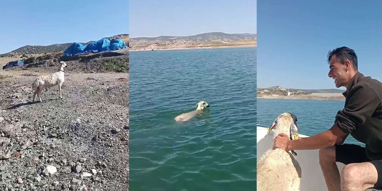 Yozgat'ta sokak köpeklerinden kaçan koyun baraja düştü