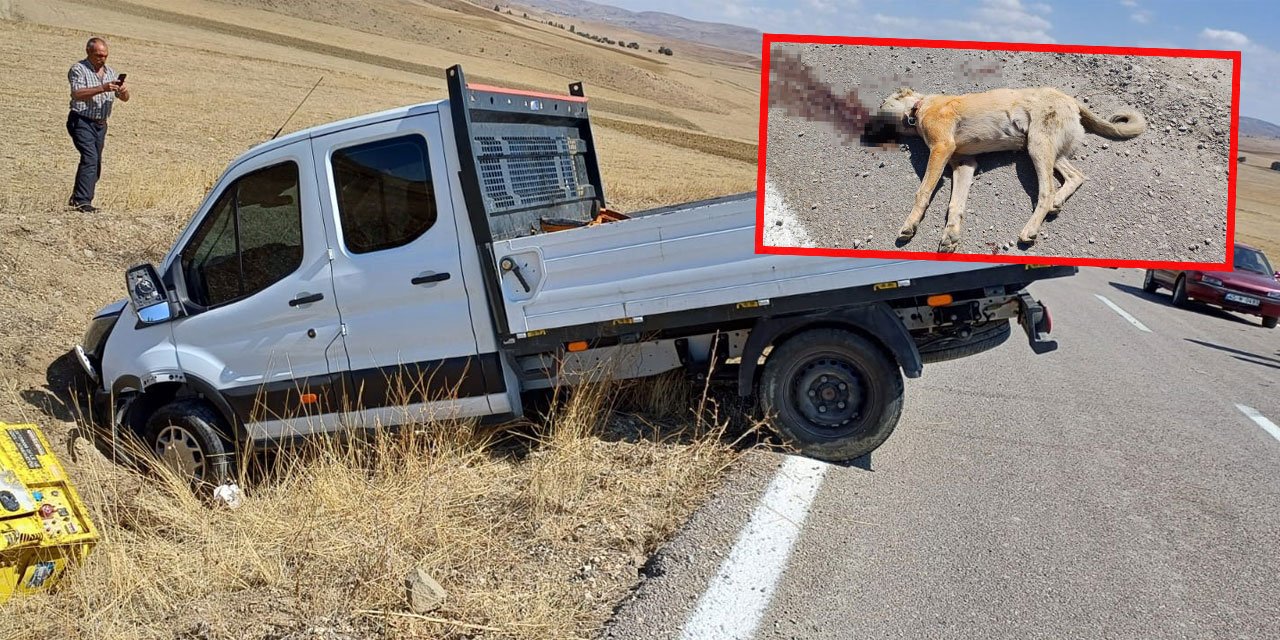 Ankara'da köpek kavgası: 1'i çocuk 7 kişi yaralandı