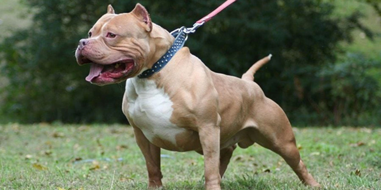 Pitbull dehşeti! Köpek genç adamı bacağından ısırdı!