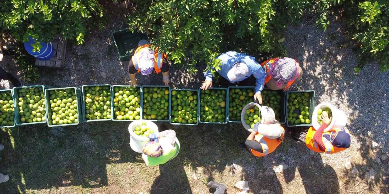 Limonun başkentinde hasat zamanı