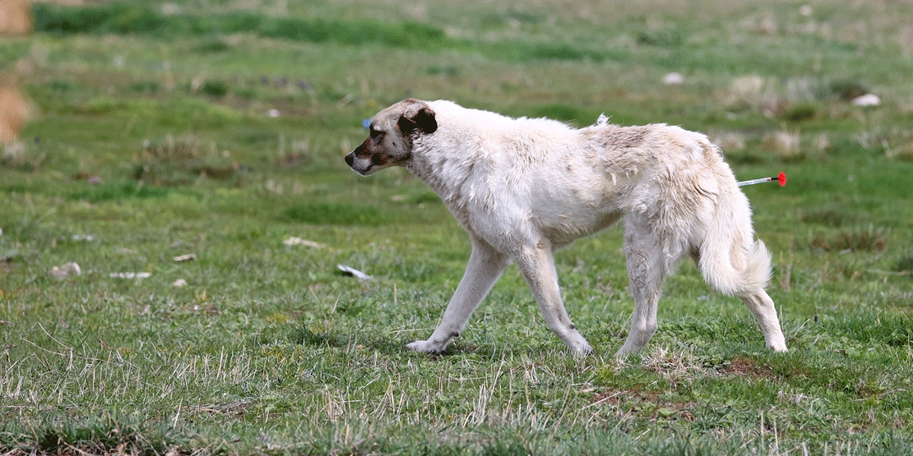 Sahipsiz köpek öğrenciye saldırdı!