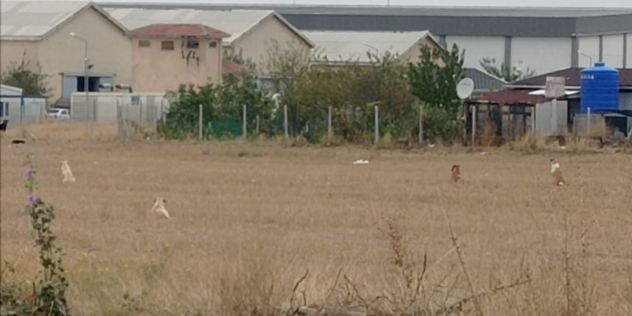 Gölbaşı'na sahipsiz köpekleri kim bırakıyor?  Mahalle sakinleri yetkililerden çözüm bekliyor!