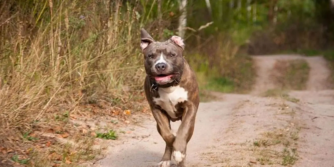 Pitbull dehşeti! Pitbull sahipli köpeğe saldırdı! Çevredeki vatandaşlar zor ayırdı!