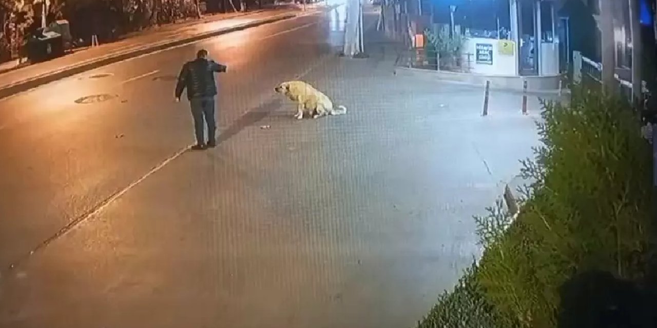 Köpeğe silah çeken cani suç makinası çıktı