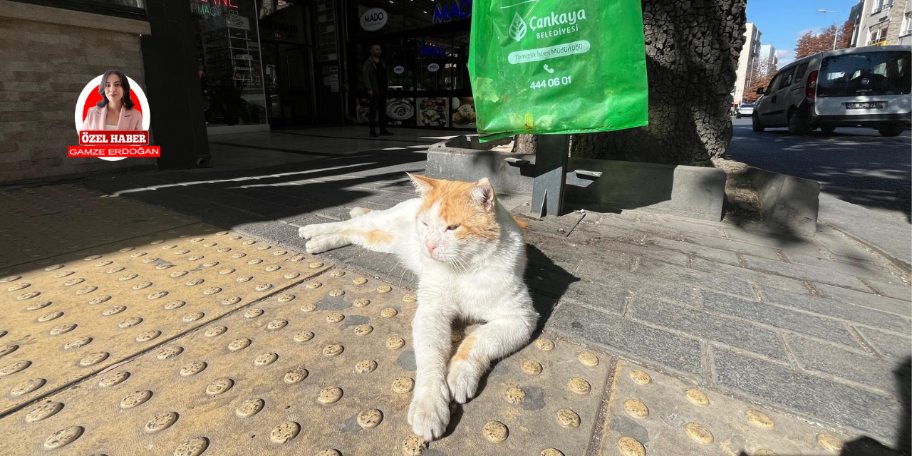 Tunalı Hilmi Caddesi’nin asabi kedisi Efe