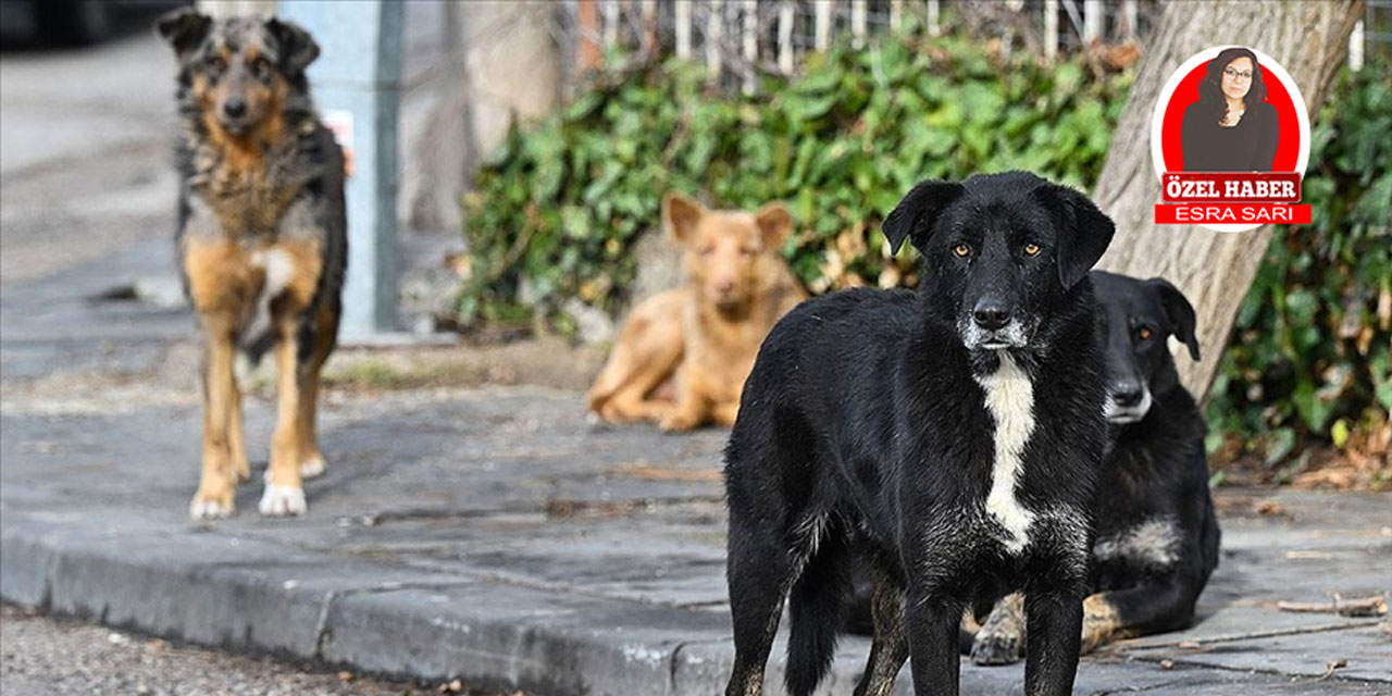 Dünya için halen küresel bir tehdit: Kuduz!