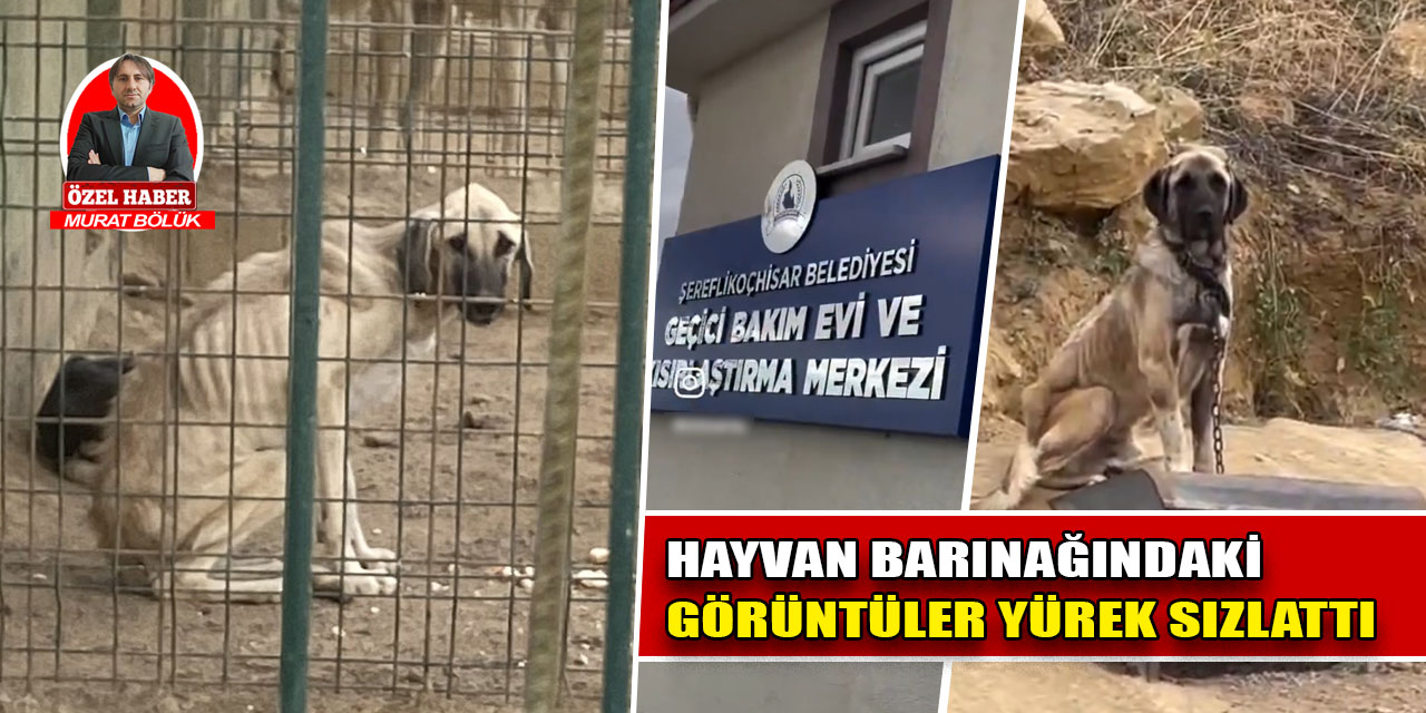 Şereflikoçhisar hayvan barınağındaki görüntüler yürek sızlattı