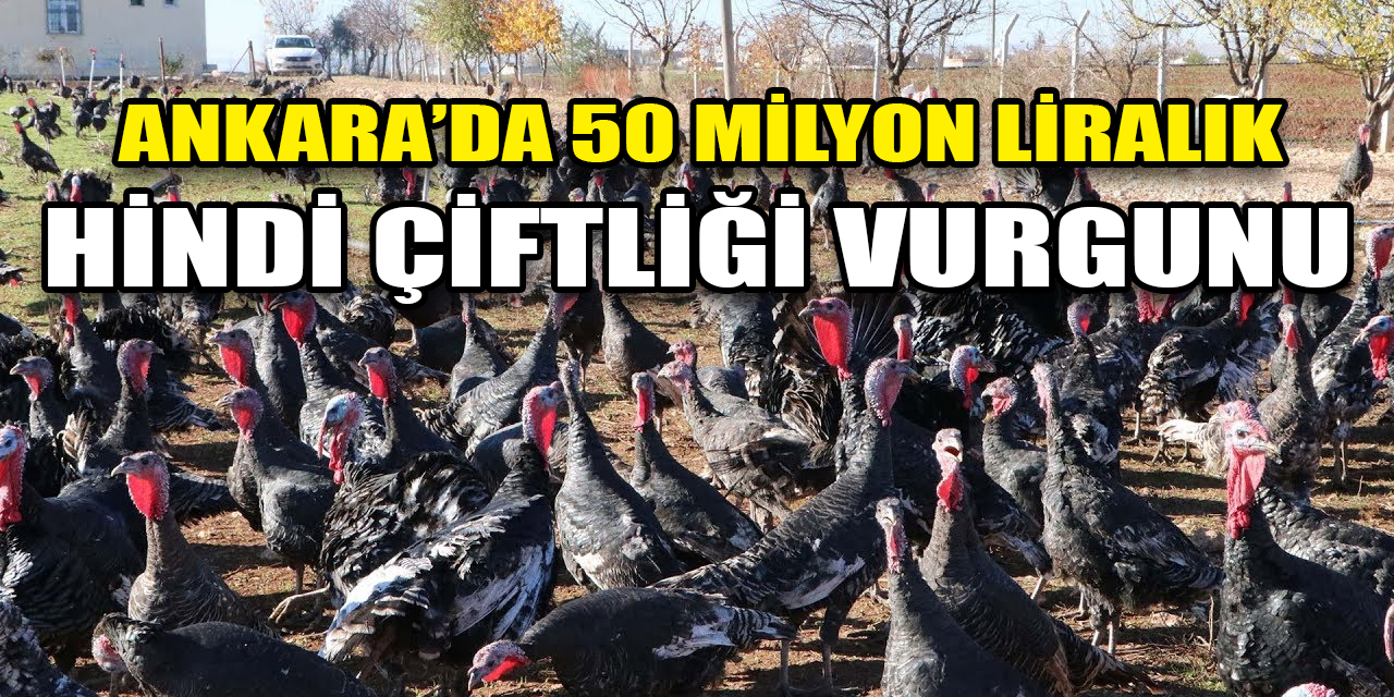 Ankara’da 50 milyon liralık 'hindi çiftliği' dolandırıcılığı