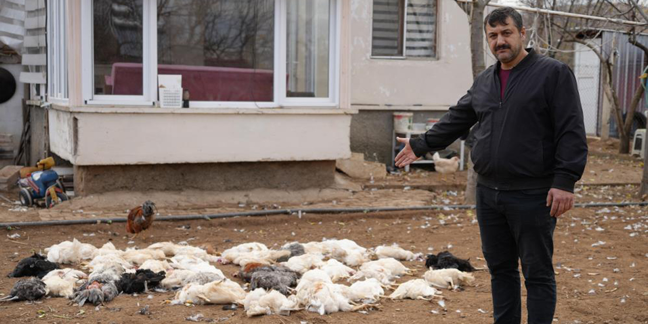 Kırıkkale’de sokak köpeği saldırısı: 46 tavuk telef oldu