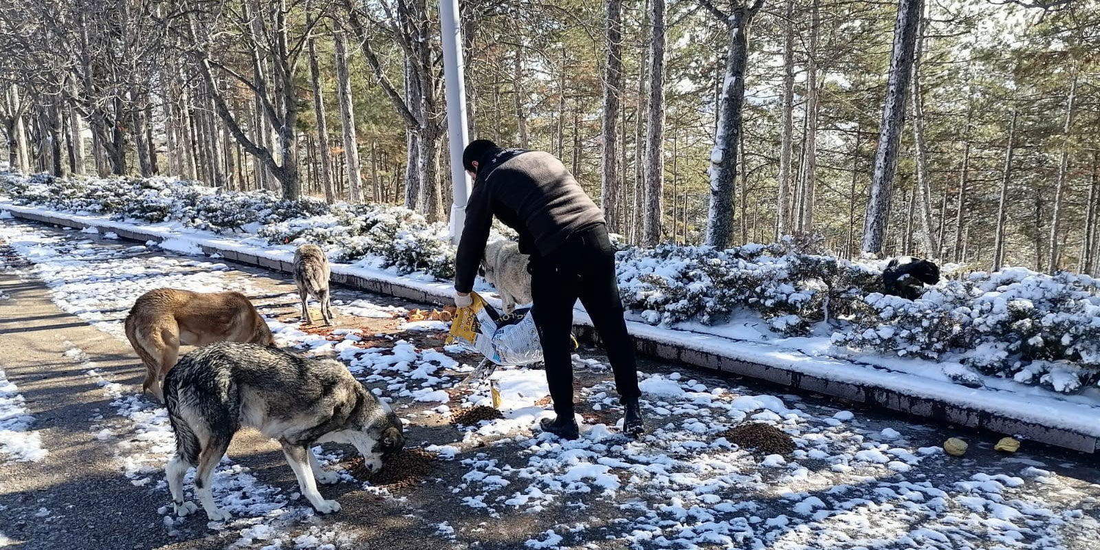 Kahramankazan Belediyesi Kış günlerinde sokak hayvanlarını unutmadı