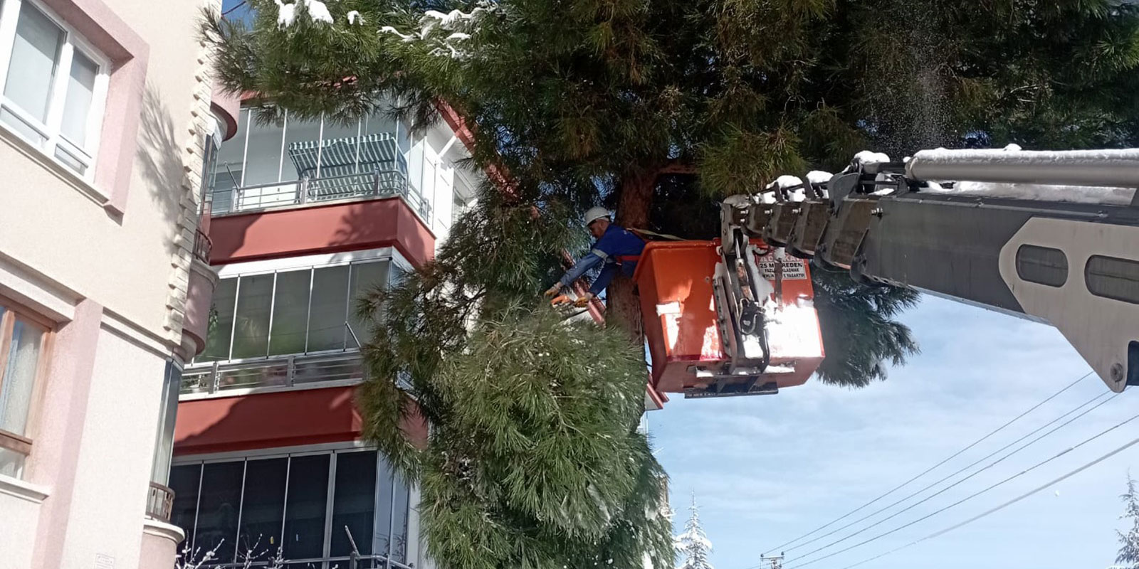 Mamak'ta ağaçlara kış bakımı!