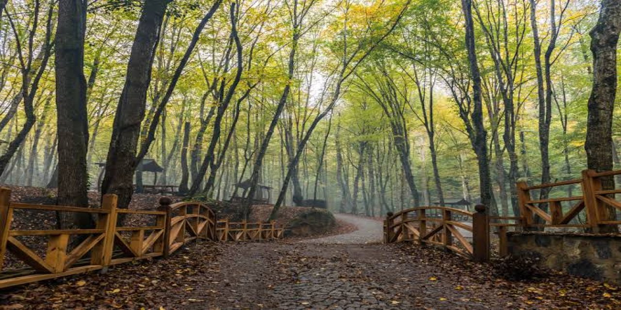 Belgrad Ormanı tehdit altında: Yapılaşmaya açılıyor