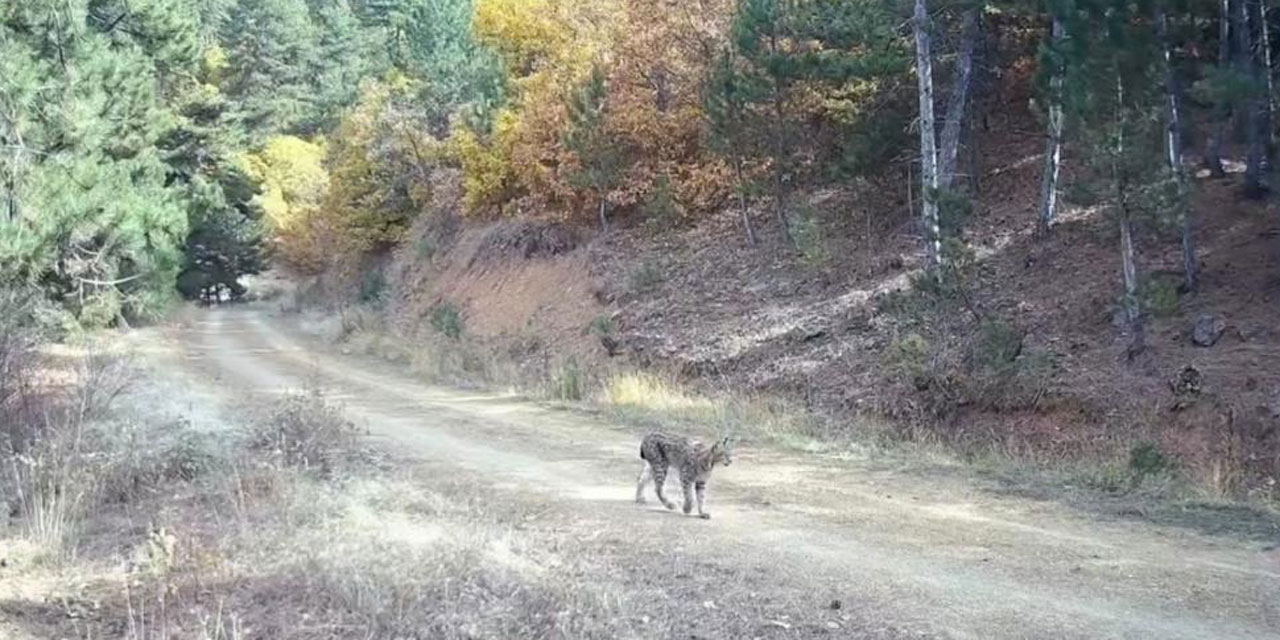 Ankaralı doğa tutkunu Tekçam, büyük bir keşfe imza attı!