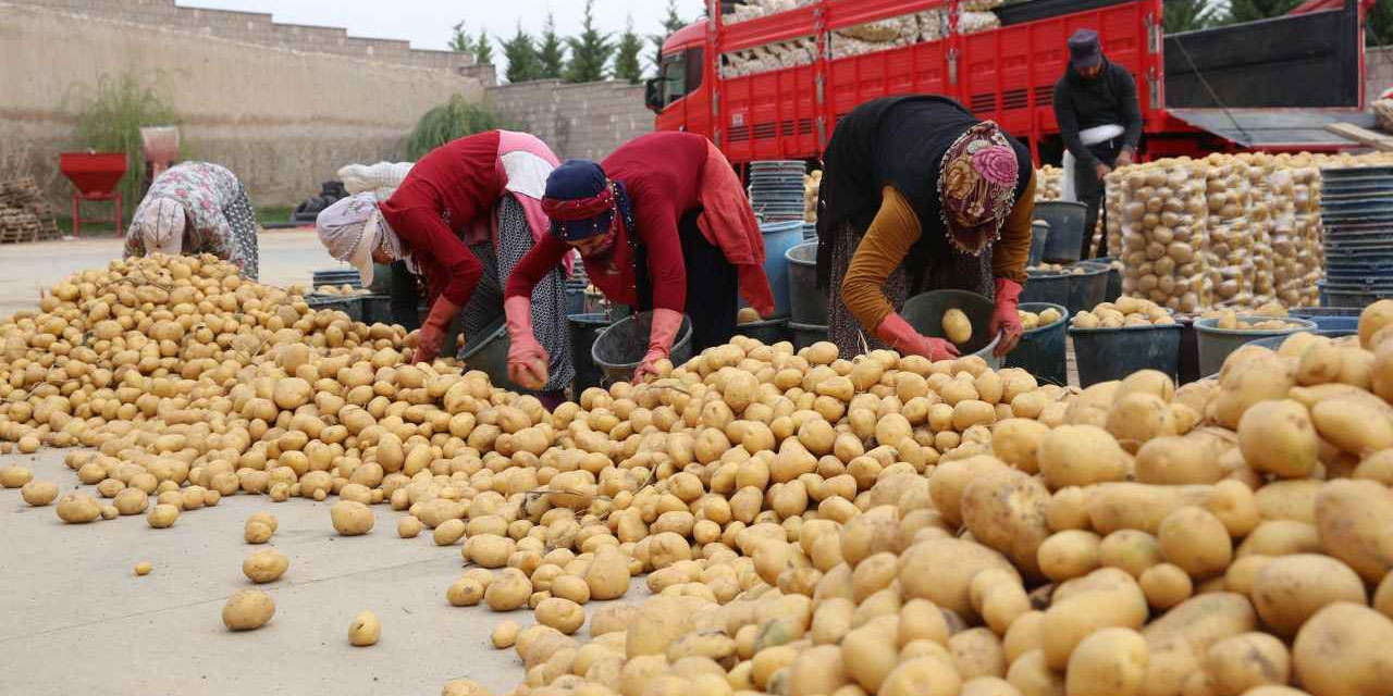 Vatandaşa müjde! I Patates ucuzlayabilir I 1,5 milyon ton fazlalık var