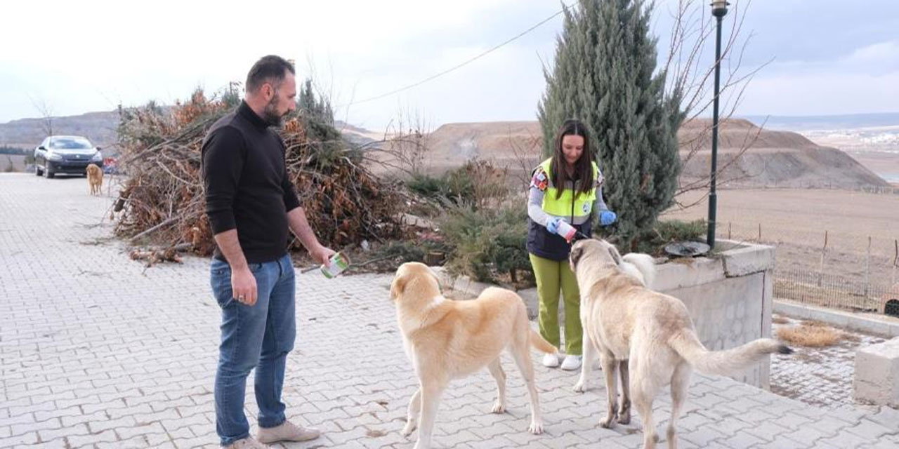 Yozgat'ta sahipsiz sokak hayvanları için ekipler sahada!