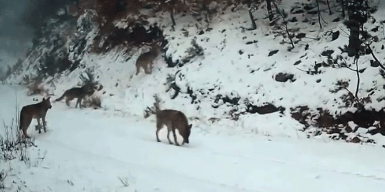 Ilgaz Dağı'ndaki kurtlar fotokapanla görüntülendi