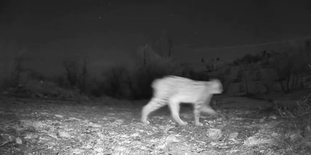 Kalecik'te yaban domuzunun izini süren vaşak fotokapanla görüntülendi