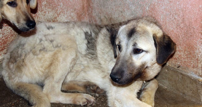 Boynuna lastik takılarak işkence edilen köpek kurtarıldı