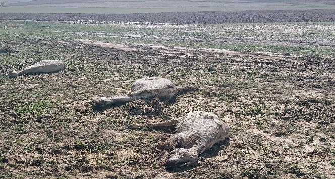 Ankara’da şiddetli yağmur, çobanlar canını zor kurtardı