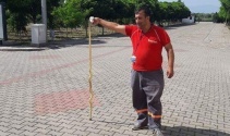 Okul bahçesinde zehirli yılan alarmı
