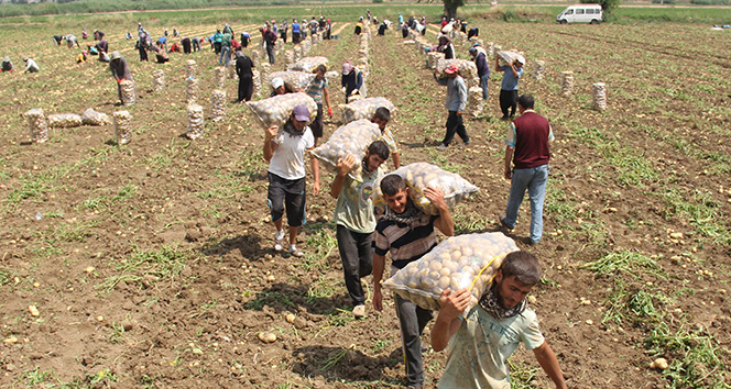 Ekmek parası uğruna sabahtan akşama sırtta çuval terliyorlar